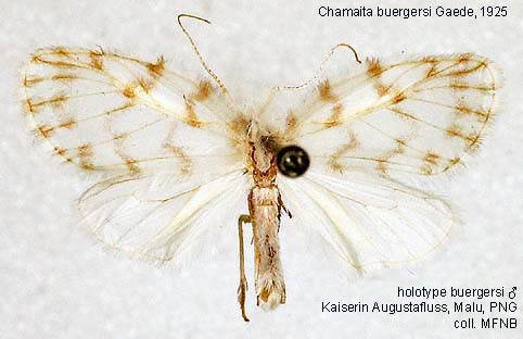 Malu Insects Papua Insects Foundation (Lepidoptera/Erebidae/Arctiinae/Lithosiini ...